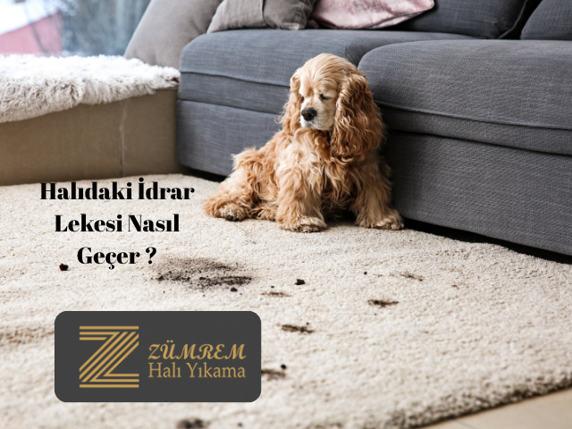 Halıdan idrar lekesi nasıl çıkar - Zümrem Halı Yıkama uzman yöntemi